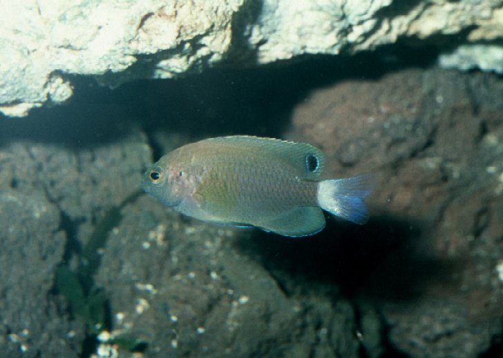 Pomacentrus chrysurus